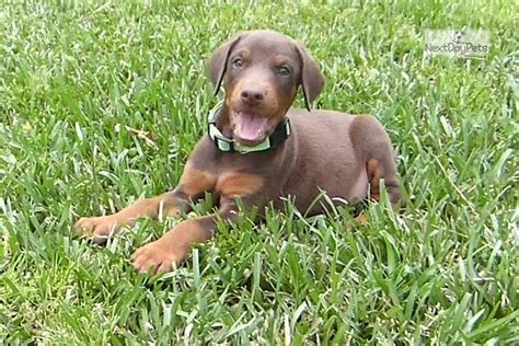 doberman pinscher puppies for sale in louisiana|doberman pinscher puppies for sale.